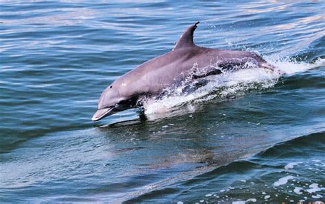 4 Ways To See Dolphins In Va Beach