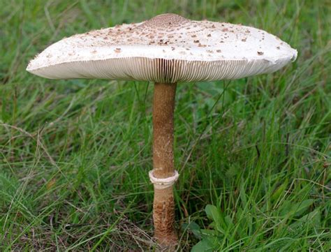 Common Edible Mushrooms In Alabama Foragingguru