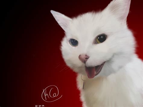 Smudge The Cat Wallpapers Wallpaper Cave