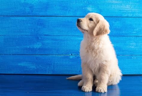 Mini Golden Retriever 6 Things To Know Before Buying Perfect Dog Breeds