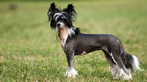 Akctv Chinese Crested