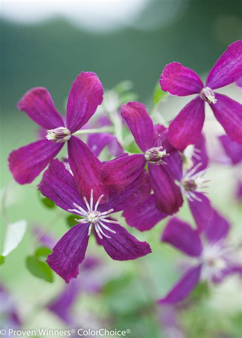 Sweet autumn clematis has become an invasive species in indiana due to its similarities to the native species as its name suggests, the sweet autumn clematis blooms in late summer and fall. 'Sweet Summer Love' - Clematis x | Proven Winners
