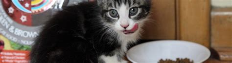 Kitten Eating Bloor West Vet