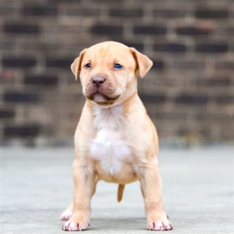 Red Nose Pitbull Puppies For Sale Baby Pitbulls For Sale In 2020