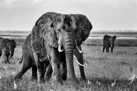 Elefante África Safari Foto Gratis En Pixabay Pixabay