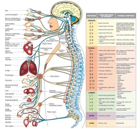 However, if you place your tongue against the roof of your mouth and press. Nervous System Diagram Blank | Human Anatomy Diagram ...