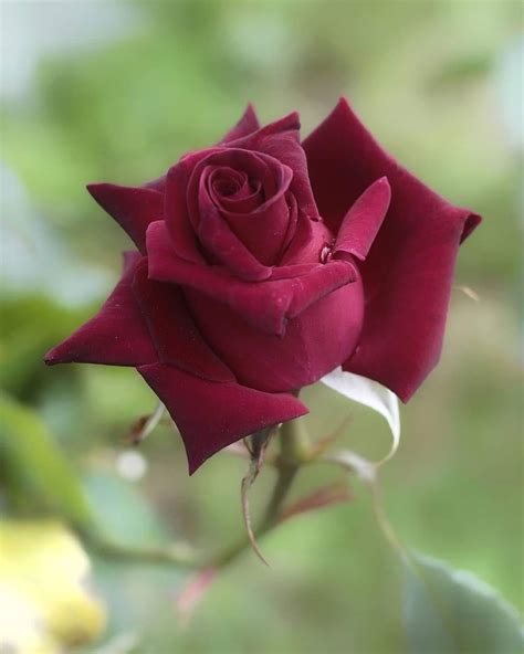 Pin By لانا العسوله On 1 A File General Beautiful Rose Flowers