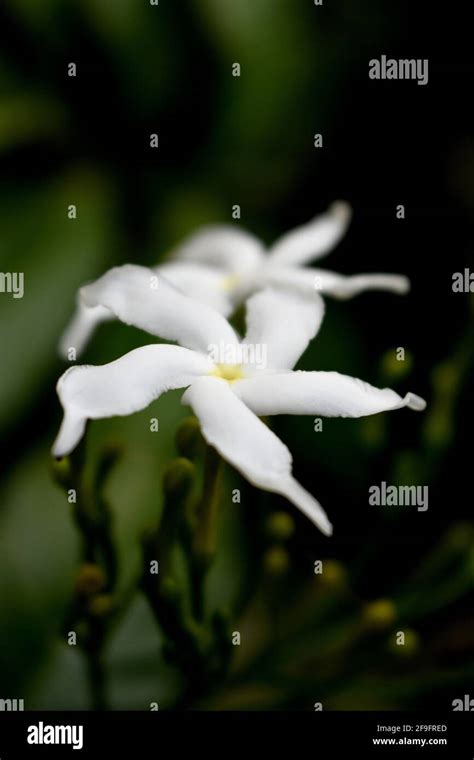 White Sampaguita Jasmine Or Arabian Jasmine Flower Blossom Stock Photo