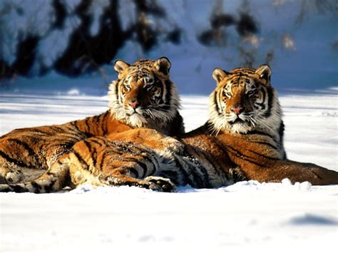 Diese durch den auslöser hervorgerufene handlung wird aktion (action) genannt und mündet in einer belohnung (reward). Tiere-Wissen: Letztes Reservat der Sibirischen Tiger bedroht
