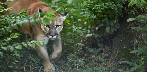 What Do Cougars Look Like Telegraph