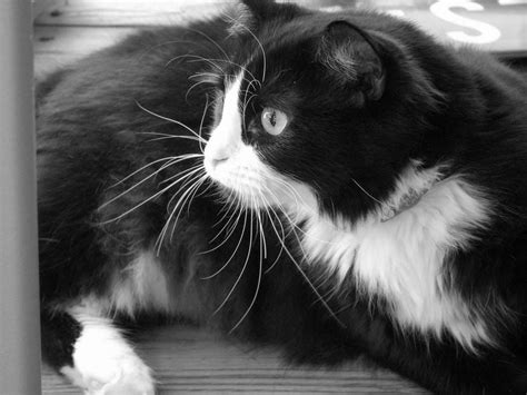 Razas De Gatos Peludos Blanco Y Negro