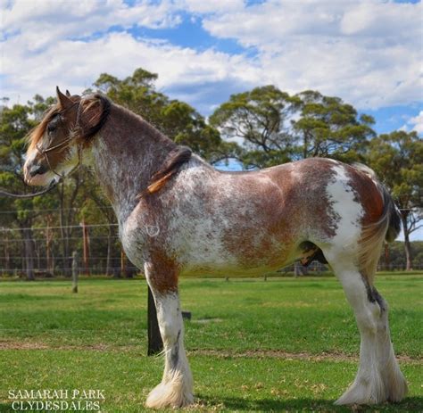 Pin On Samarah Park Clydesdales And Clyde Xs