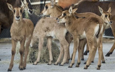 5 Baby Sable Antelopes Will Make Their Public Debut At Animal Kingdom