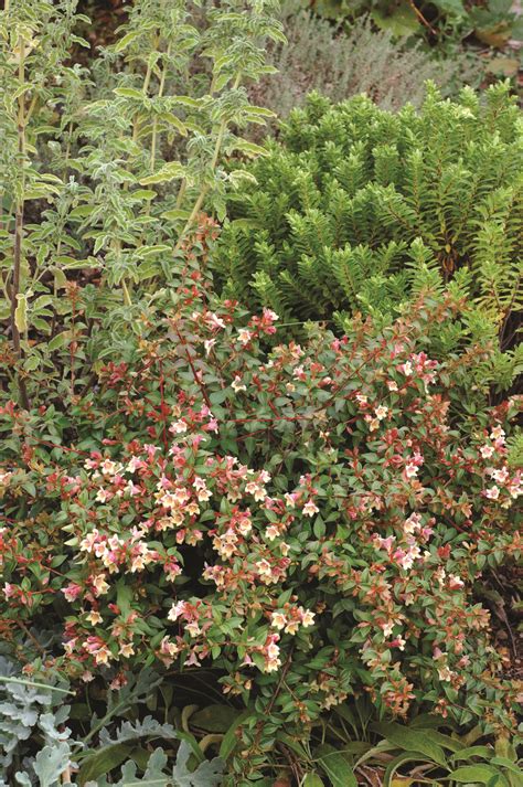 (abelia) silver anniversary ™ abelia is a wonderful addition to the perennial and mixed border garden, and provides season long color with its attractive silver anniversary ™ is a colorful, low maintenance addition to any garden. Sunny Anniversary® - Abelia x grandiflora Images | Proven ...