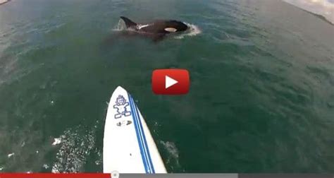So Sick Stand Up Paddlers Close Encounter With Orca On Video