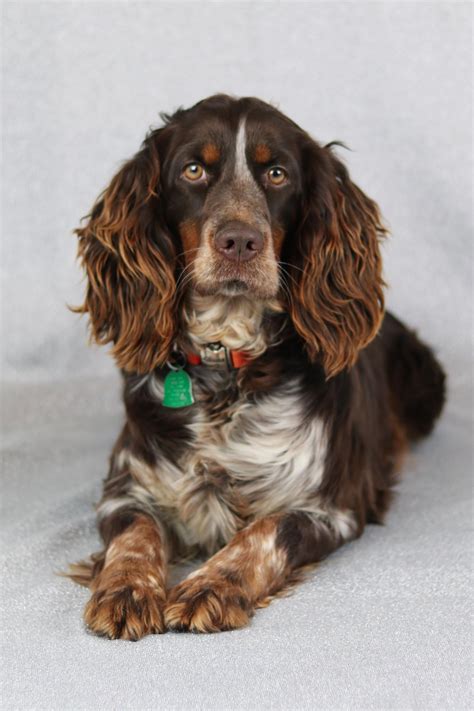 Visit hunting dog breeders to find english springer spaniels for sale in iowa from breeders and kennels. English Springer Spaniel | English springer spaniel ...
