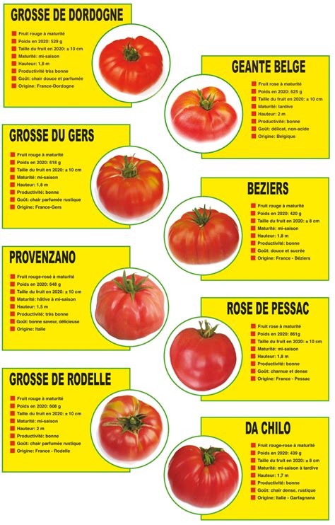 Infos Tomates Tomates Anciennes Ou Modernes Découvrez Plus De 300