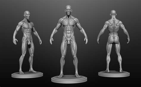 Male Muscle Anatomy 3d Model