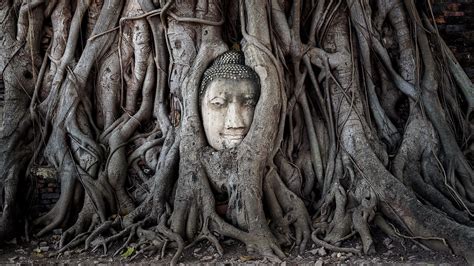 The Famous Buddha Tree Ayutthaya Historical Park Thailand Backiee