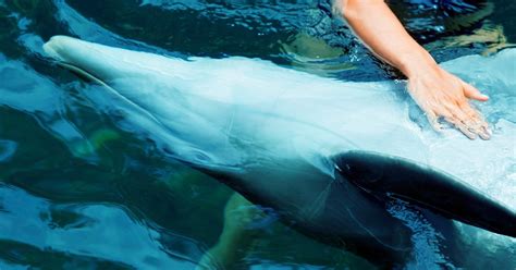 Sex Act To ‘de Stress Aquarium Dolphins Is Abuse Activist Says Huffpost