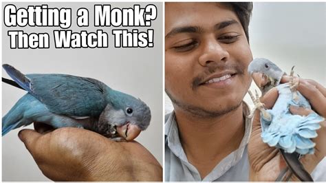 Monk Parakeets As Pets Do Are Quaker Parrots Good Talkers All