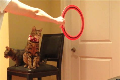 9 Cute Cats Doing Tricks Videos