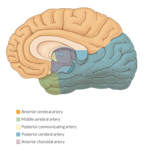 Posterior Vs Anterior Brain