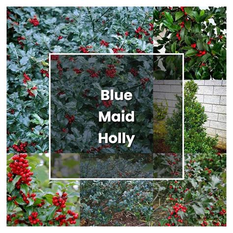 How To Grow Blue Maid Holly Shrub Plant Care And Tips Norwichgardener