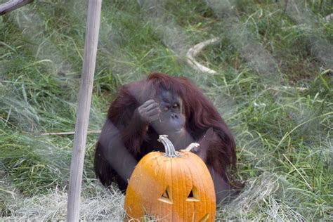 Fresno Chaffee Zoo Halloween Candy List For Orangutan Friendly