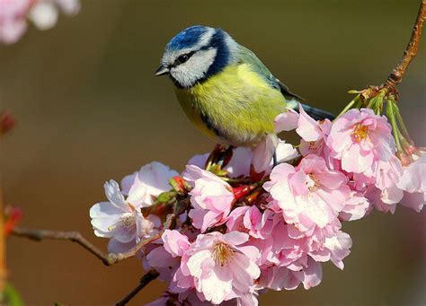 Blue Tit Sitting On Apple Blossoms Birds Photo 36100511 Fanpop