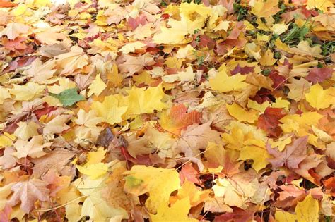 Background From Yellow And The Red Fallen Maple Leaves Stock Photo