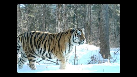 Russian Siberian Tiger The Biggest And Strongest Cat In The World