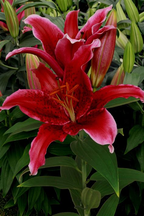 Red Flash Lily Bulb
