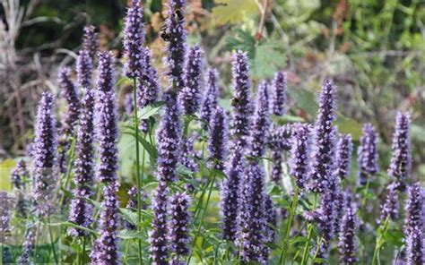 This variety has lovely magenta and pink flower spikes and is very buy 3 or more from our live plants live plants category and save $1 each! Black Adder Hummingbird Mint - Agastache - 5" Pot ...