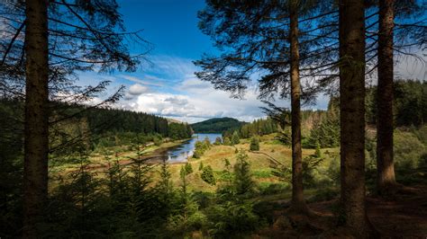 Scotlands Forests Almost Back Where They Were 1000 Years Ago