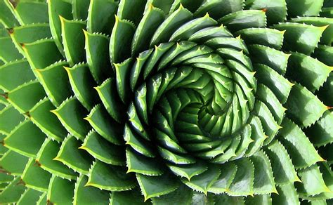 Spiral Plant Photograph By Marcus Best Fine Art America