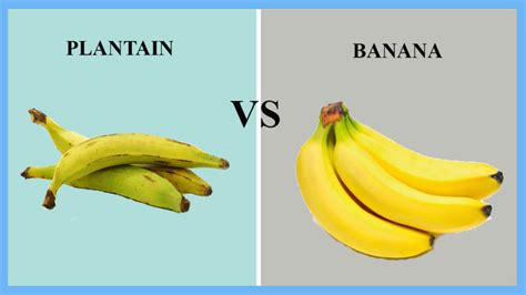 Difference Between Plantain And Banana Plantains Vs Bananas Go Get