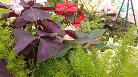 Maybe you would like to learn more about one of these? 17 Rare Indoor Plants in INDIA|Best Indoor Plants in INDIA ...