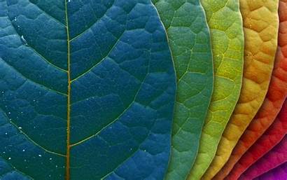 Leaf Colour Leaves Nature Backgrounds Colored Wallpapers