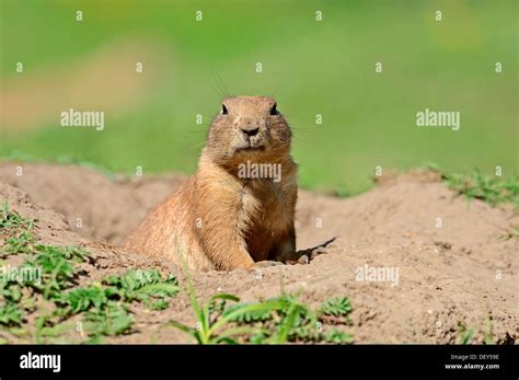 Black Tailed Prairie Dog Cynomys Ludovicianus At A Burrow Native Of