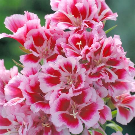 Godetia Amoena Rembrandt Pack Kings Quality Seeds