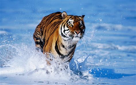 Cool Wallpapers Of Tigers 54 Images