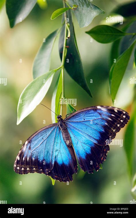 Morpho Peleides Blue Morpho Butterfly Stock Photo Alamy