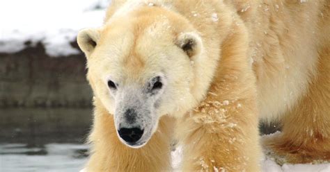 Detroit Zoo Mourns Loss Of Rescued Polar Bear Cbs Detroit