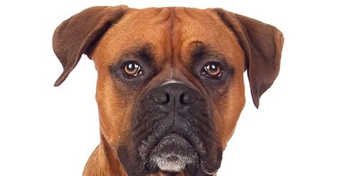 Do Boxers Have Eye Problems