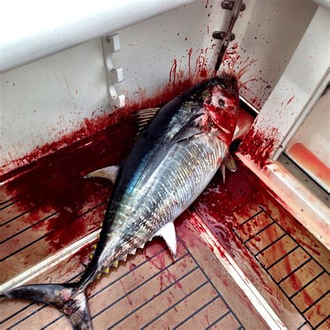 Brody Jenner's Bluefin Tuna Hunt Is Bloody And Disturbing ...