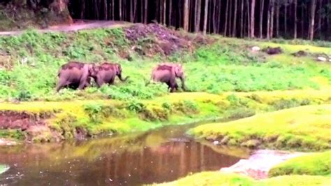 This 30 minutes of elephant ride in munnar would truly hold you spellbound and astonished as you. munnar elephant attack new 440000+views - YouTube