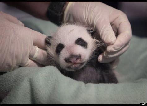 Baby Panda Cub Debuts At Zoo Atlanta Photosvideo