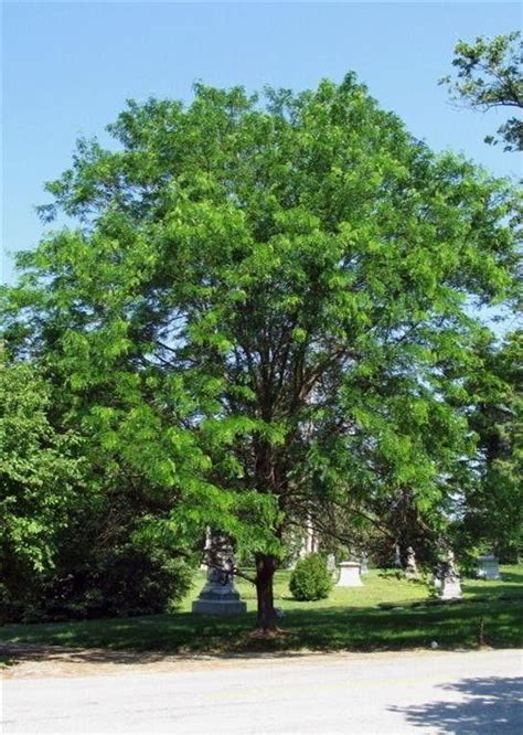 Honeylocust Skyline Pine Lane Nursery