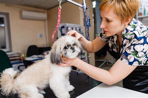Dog Grooming In Glendora at Dorothy Wiggins blog